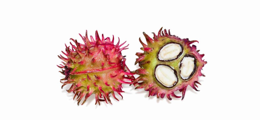 stock image of castor plant with seeds